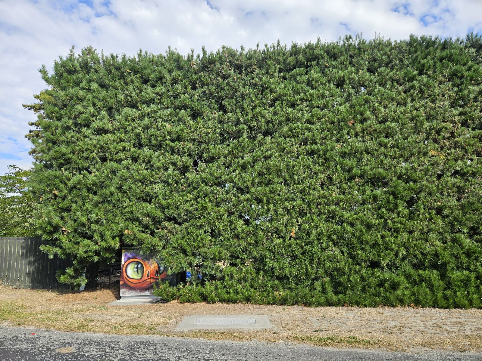 Hidden Treasure — wide view of the large pine hedge hiding the painted cabinet